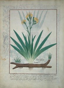 Abutilon Theophrasti, of Fluweelblad, illustratie uit Het Boek der Eenvoudige Geneesmiddelen door Mattheaus Platearius (d.c.1161) c.1470 door Robinet Testard